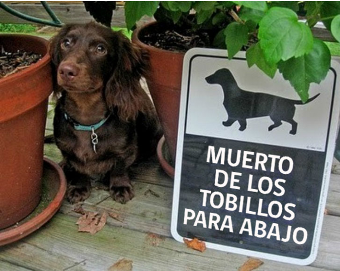 Estos Carteles De Cuidado Con El Perro Son Sumamente Creativos