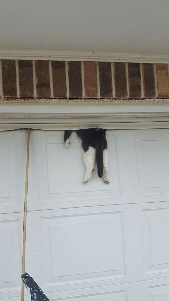 Un policier a sauvé un chat coincé dans une porte de garage pendant