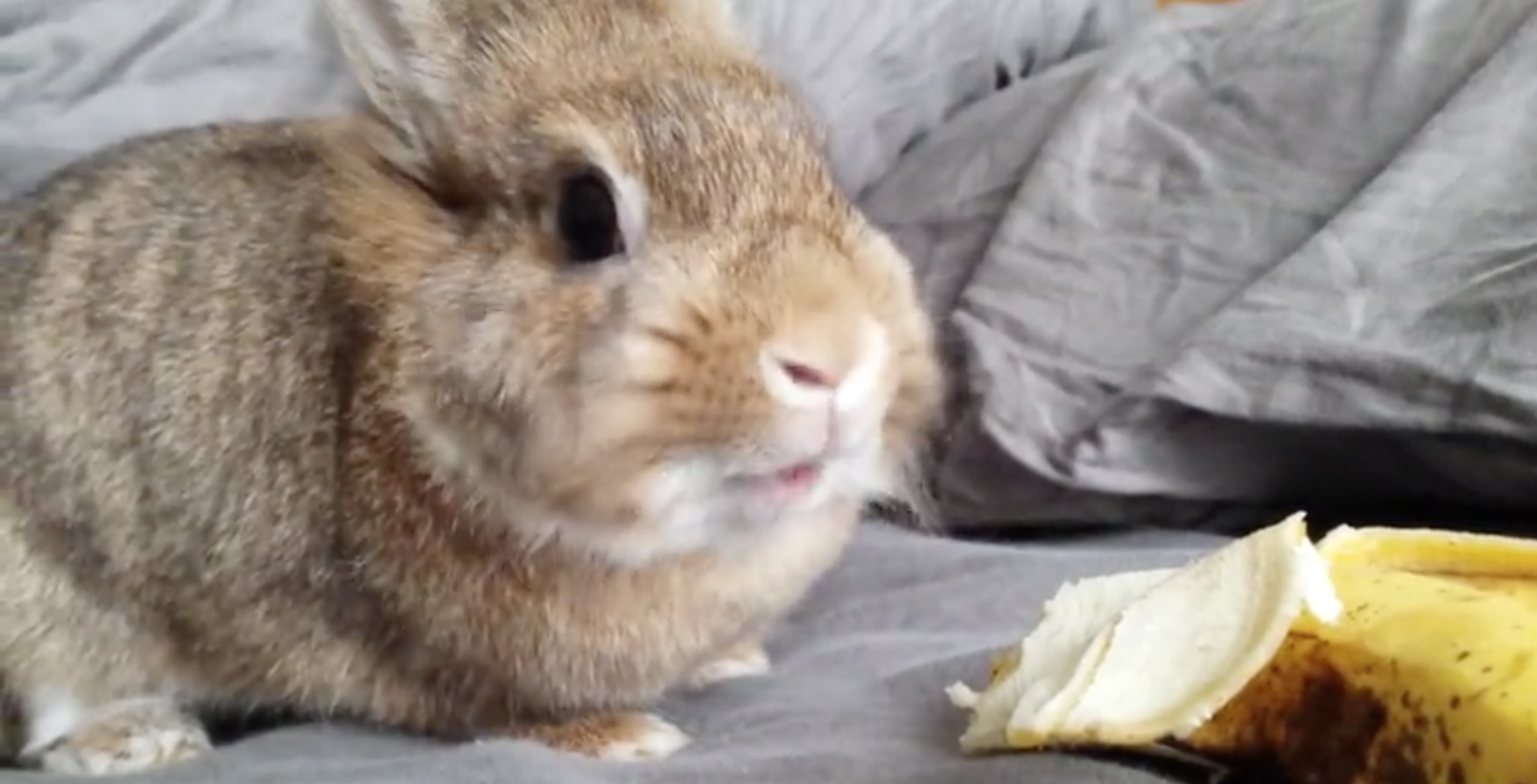 This Adorable Rabbit Ate A Banana In A Very Cute Way!