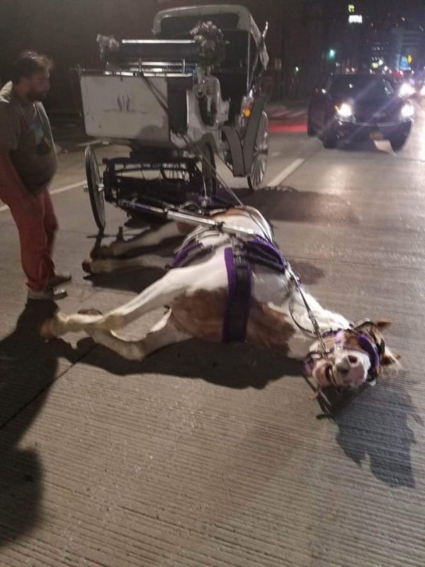 Horse collapsed on the ground 