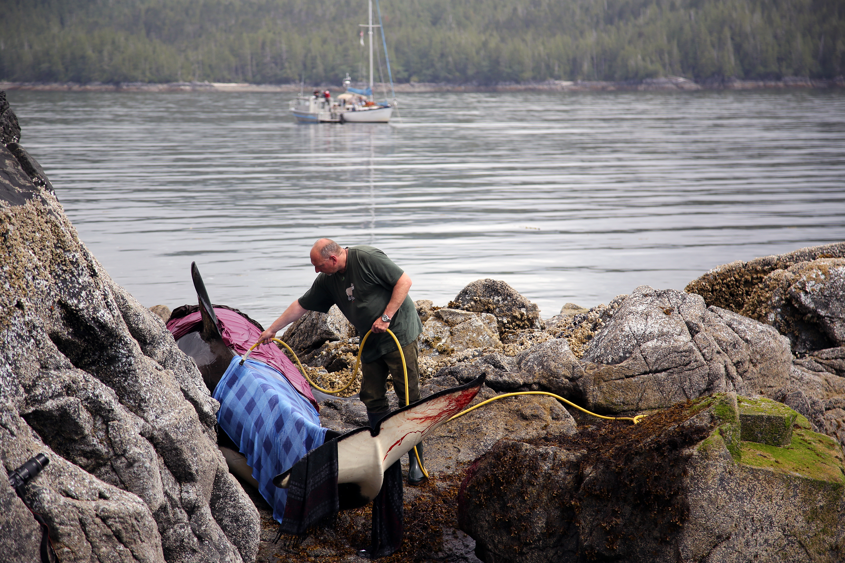 Orca whale being cared for by volunteers