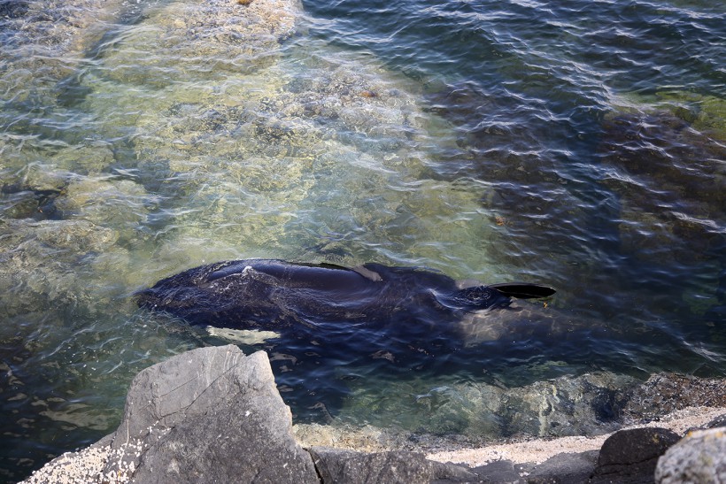 Orca whale safely back in the sea 