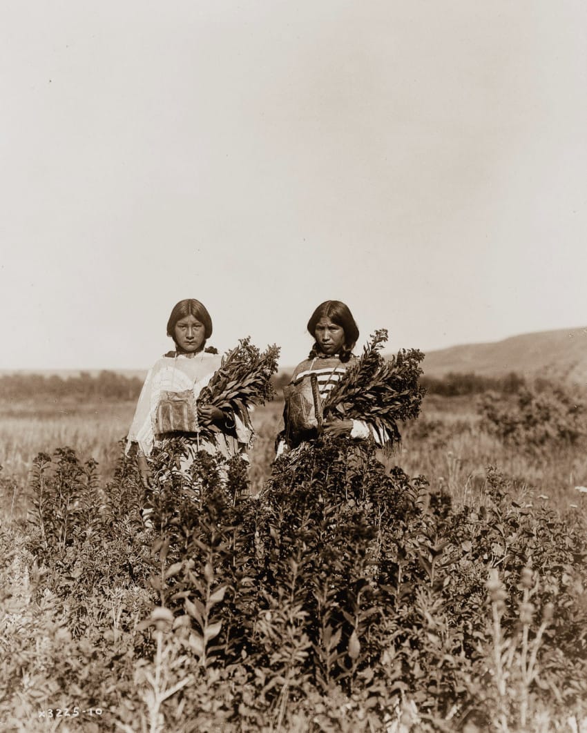 two-piegan-girls-gather-the-goldenrod-plant-in-1910