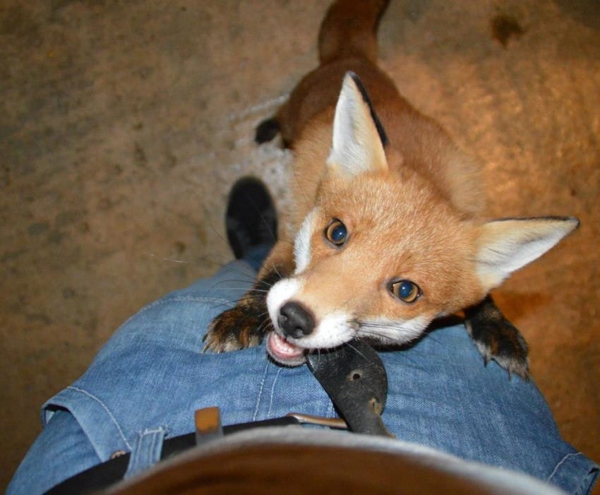 Image via LittleThings