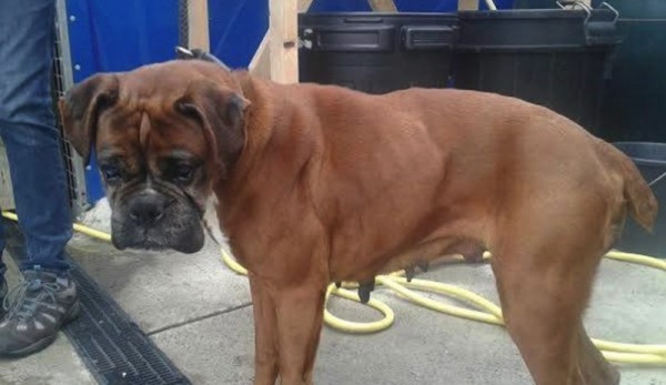 bella-boxer-hole-2-665x385-600x347