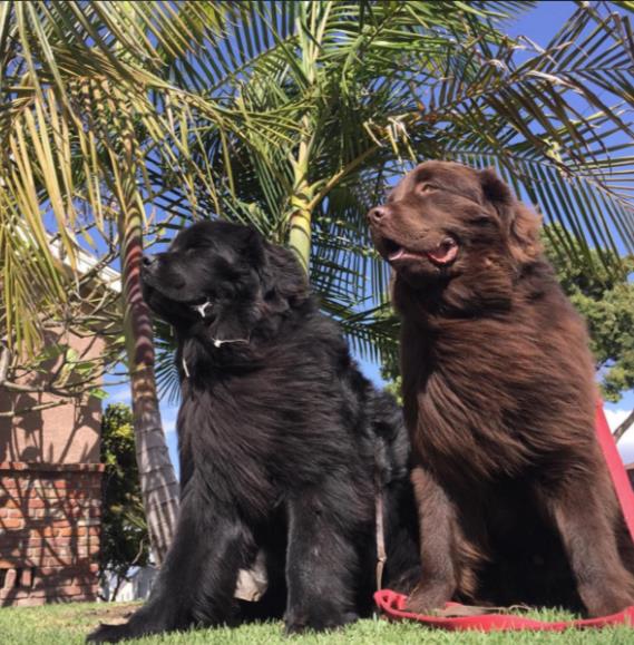 Image via ralphie_the_newf_and_the_boss / Instagram