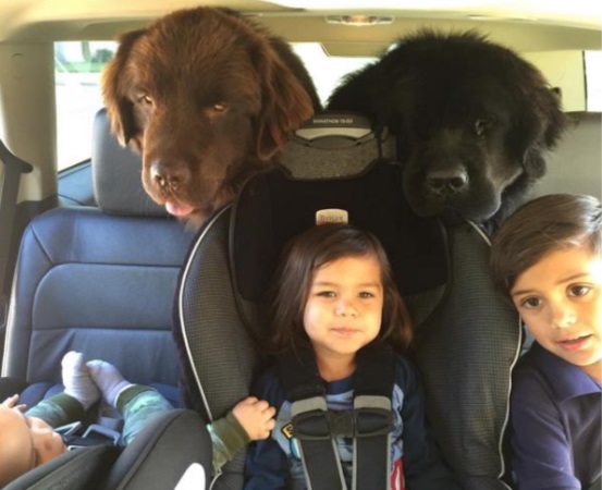 Image via ralphie_the_newf_and_the_boss / Instagram