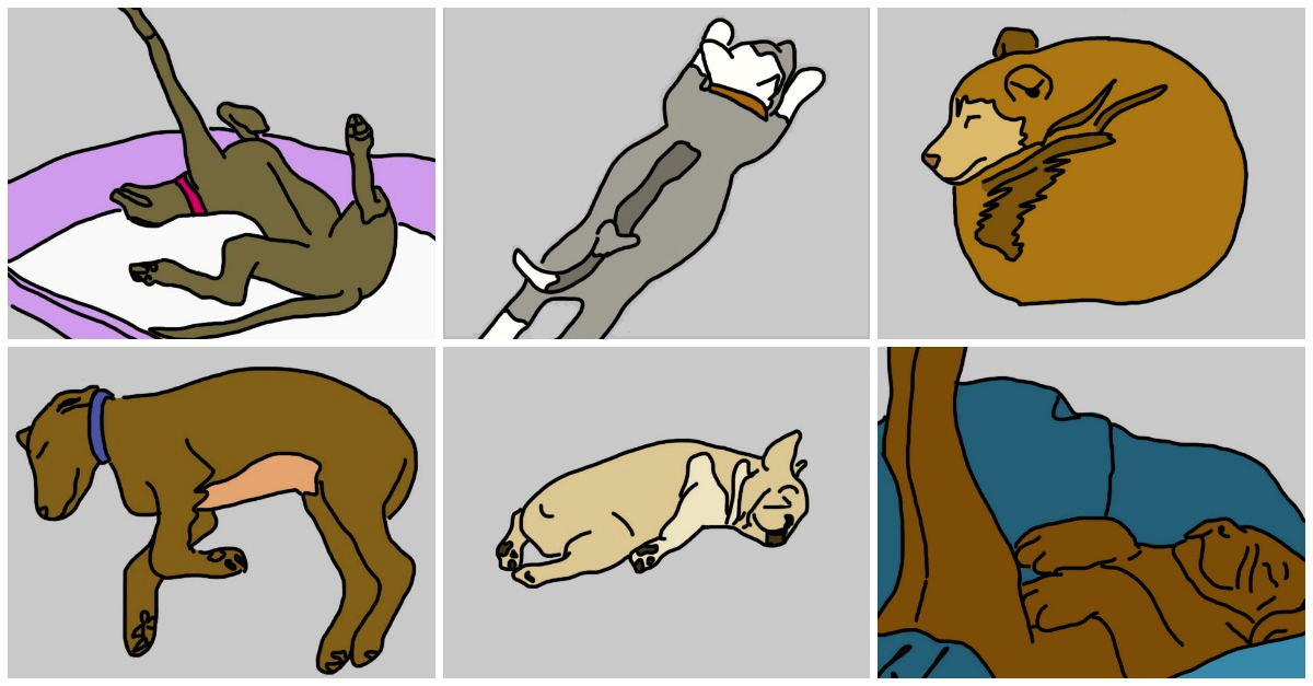 ways dogs sleep