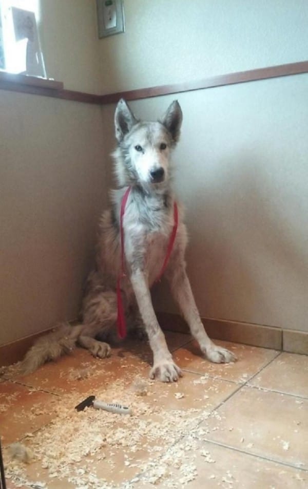 Image Credit: W.O.L.F. Sanctuary / Facebook