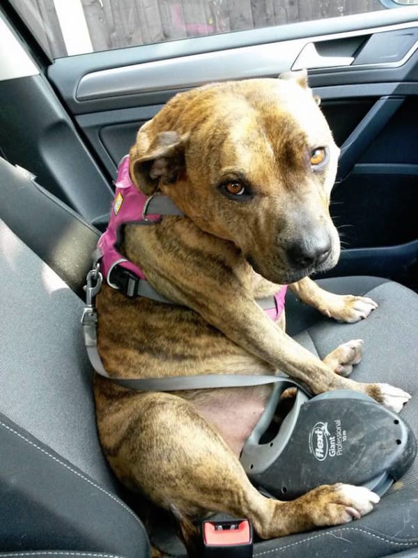 transformers-dog-1-600x800