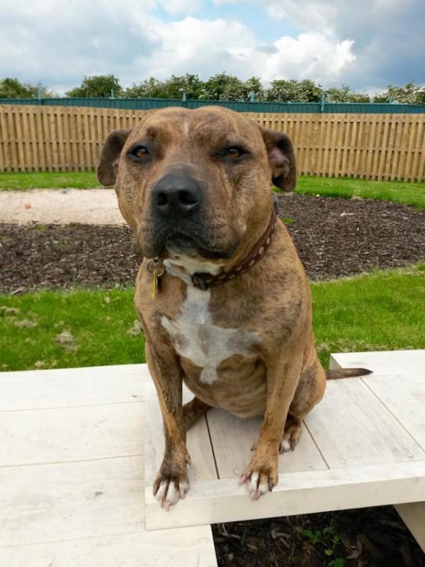 Facebook / Freshfields Animal Rescue "Freya's Doggie Diary"