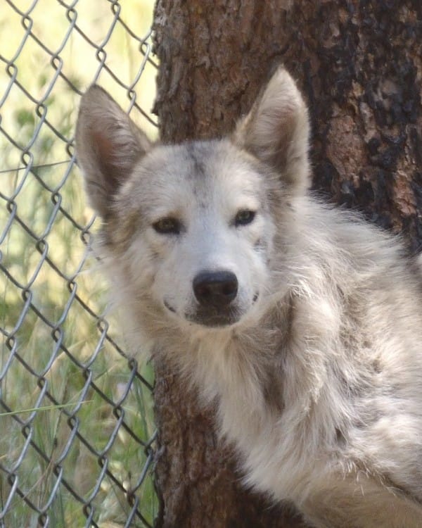 Image Credit: W.O.L.F. Sanctuary / Facebook