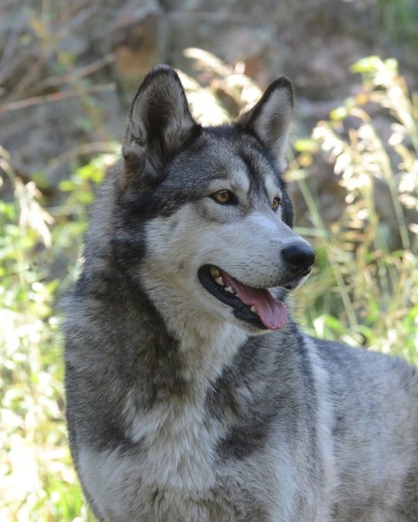 Image Credit: W.O.L.F. Sanctuary / Facebook