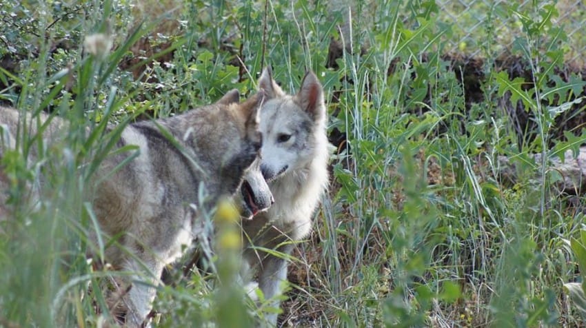 Image Credit: W.O.L.F. Sanctuary / Facebook