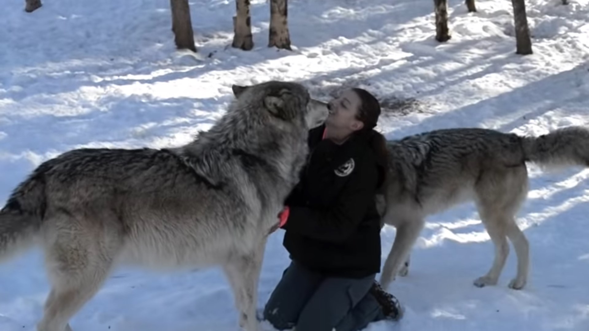 Brave, Lucky Woman Is Best Friends With A Pack Of Giant Wolves - Small Joys