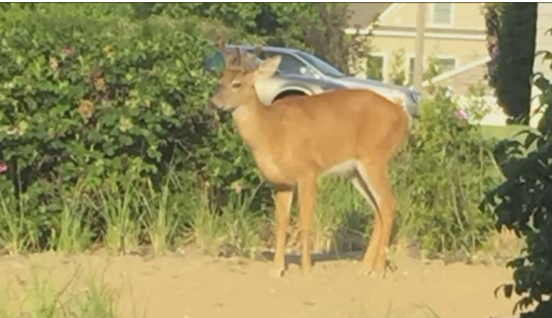 Fox 61/ Image via LittleThings 