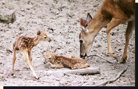 White Doe Gave Birth To Twin Fawns And They Looked Completely Different ...