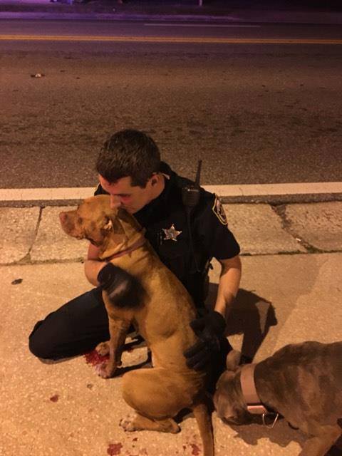 Image via Facebook / Orange County Sheriff's Office, Florida
