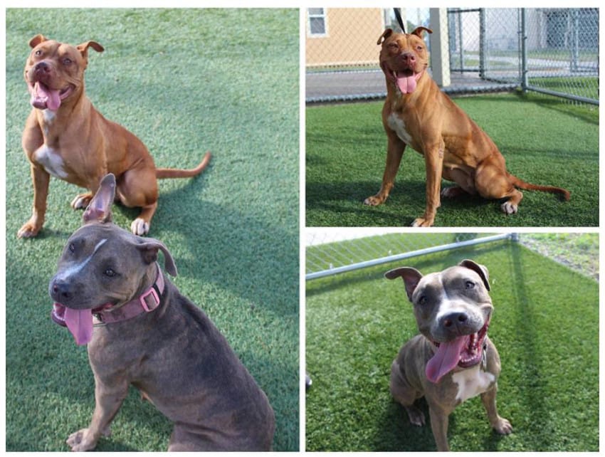 Image via Facebook / Orange County Sheriff's Office, Florida