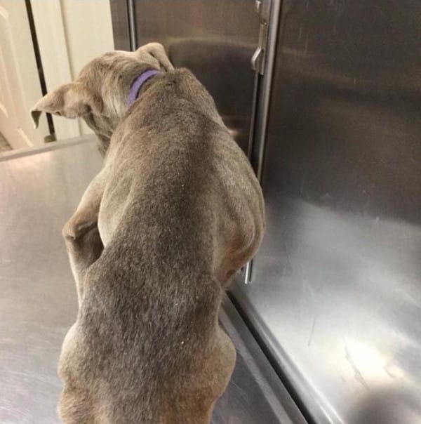 Granite Hills Animal Care