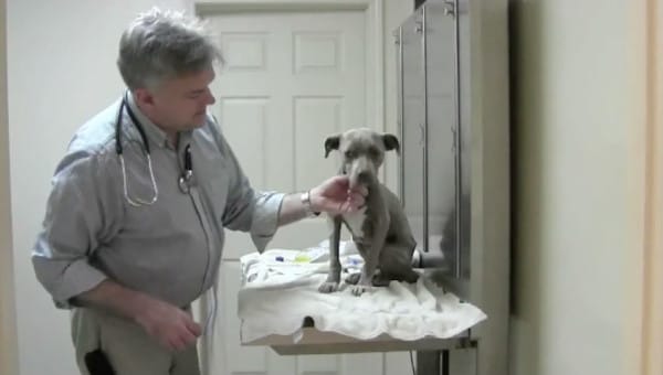 Granite Hills Animal Care