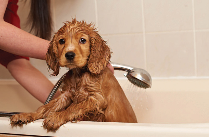 puppy_in_bath