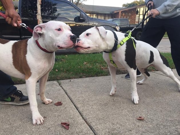 abandoned-pit-bull-boo-1