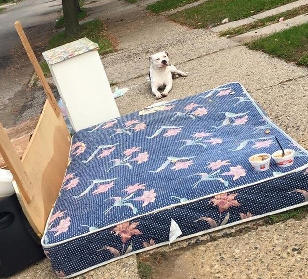 abandoned-pit-bull-boo-4