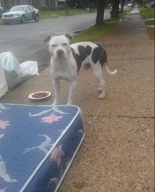 abandoned-pit-bull-boo-5