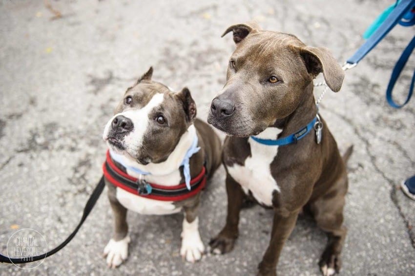 Facebook/SPCA de Montreal