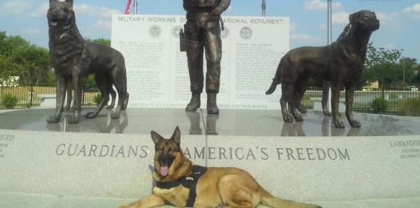 Image via YouTube / PDSA