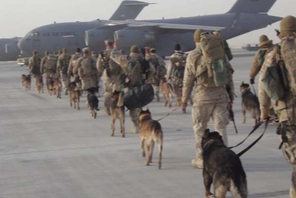 Image via YouTube / PDSA