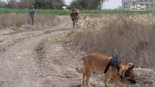 Image via YouTube / PDSA