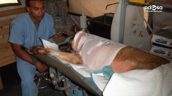 Image via YouTube / PDSA