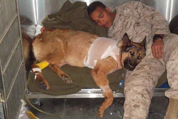 Image via YouTube / PDSA