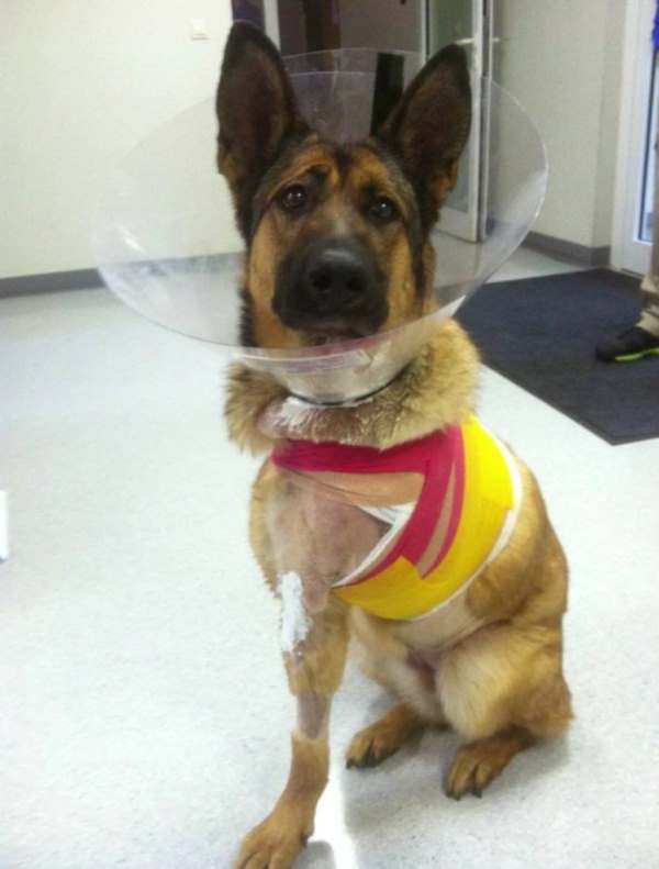 Image via YouTube / PDSA