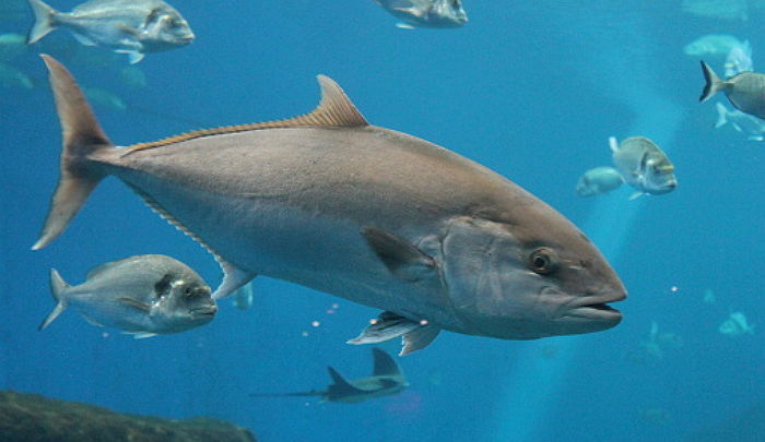 Tuna fish