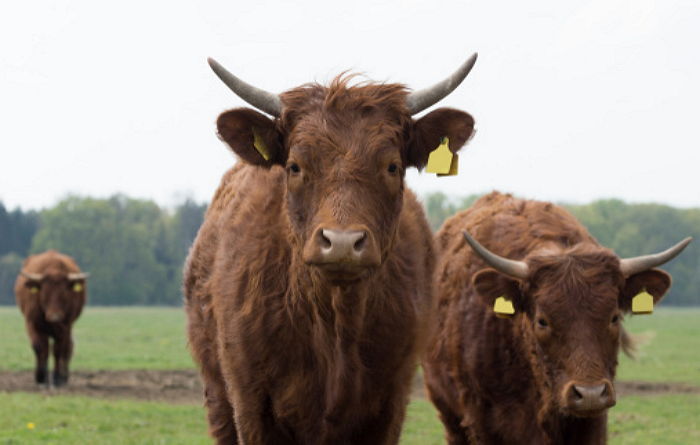 Cow looking into the camera