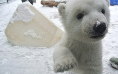 動物園で生まれて初の’初雪’ベビーシロクマ e18489e185b3e1848fe185b3e18485e185b5e186abe18489e185a3e186ba 2017 03 06 3 34 59 pm.png - 動物園で生まれて初の’初雪’ベビーシロクマ