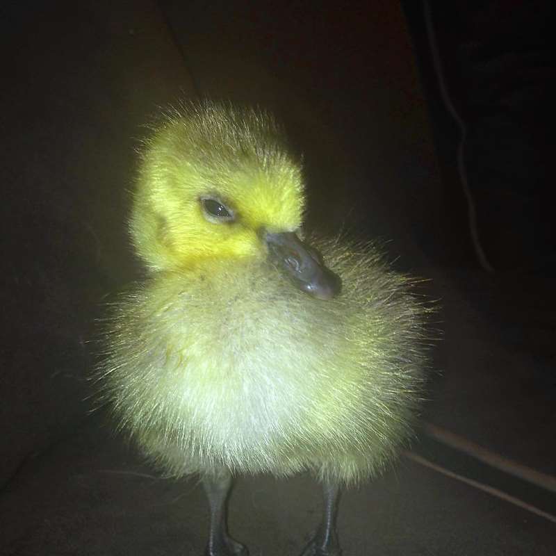 Image via Instagram / Kyle the Goose 