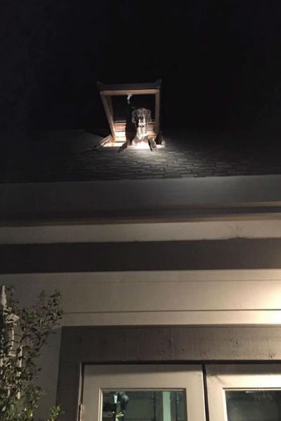 Image via Wide Open Pets