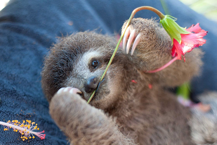 Adorable Et Si Vous Adoptiez Un Bebe Paresseux Vonjour