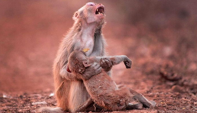 意識を失った子猿を抱きしめ 絶叫する母猿の姿が悲しすぎる Hachibachi