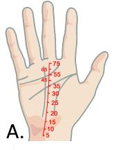 Image via Your Chinese Astrology