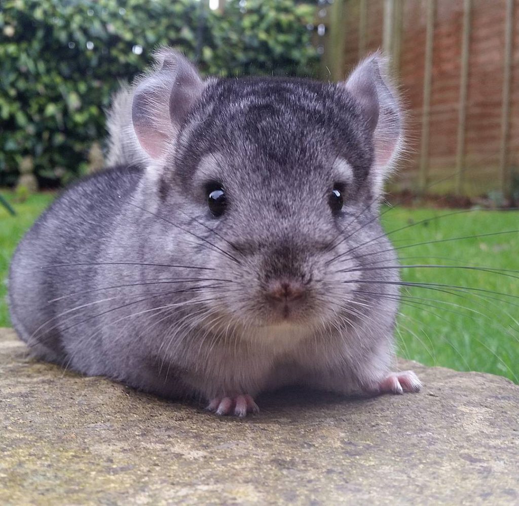 Instagram | @camerons_chinchillas