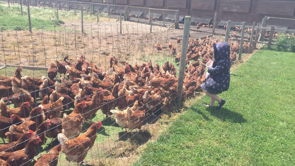 Facebook | Mr Free Range