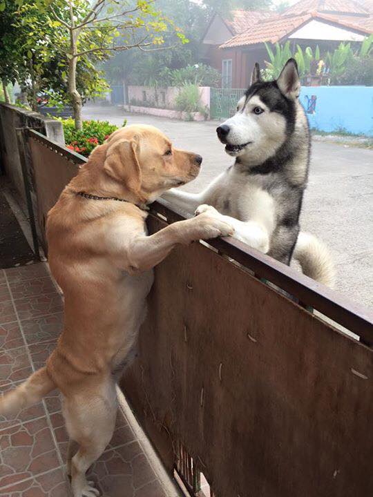 Facebook "Oranit Kittragul"