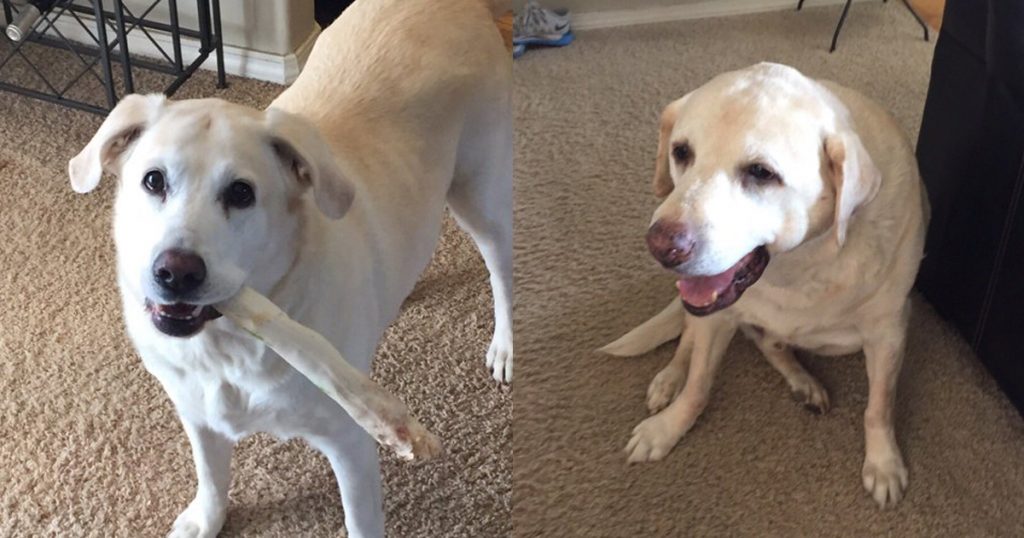 좌측 쿠키, 우측 스티치 / twitter 'EastonDufur'