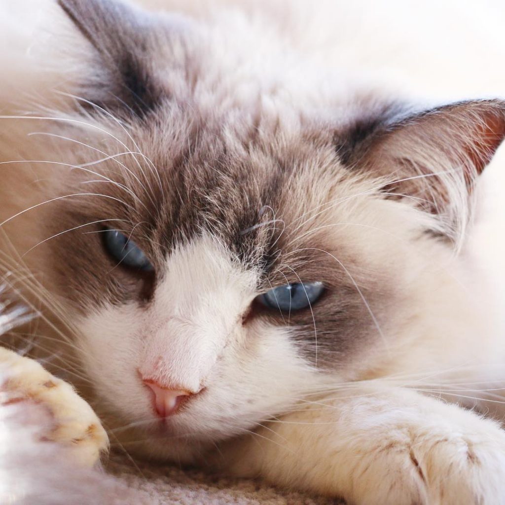 Instagram | @cavalier_sebastian