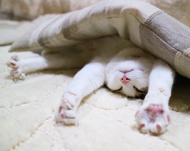 Instagram | @chiro_coco